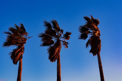 low-angle-view-coconut-palm-tree-against-clear-blue-sky.jpg