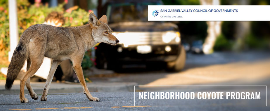 San Gabriel Valley Council of Governments - One Valley, One Voice. | Neighborhood Coyote Program